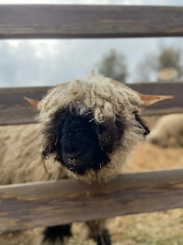 南投清境農場國民賓館 避暑勝地 食尚玩家推薦海拔最高西餐廳 一泊2食住宿推薦 免費暢玩小瑞士花園及青青草