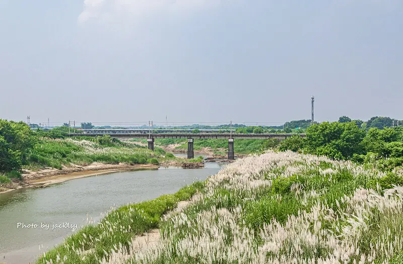 211002嘉義-八掌溪甜根子草花海