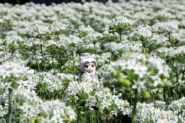 2022桃園韭菜花節｜2022桃園地景藝術節｜2021桃園大溪韭菜花田，九月雪花飄｜中庄調整池～