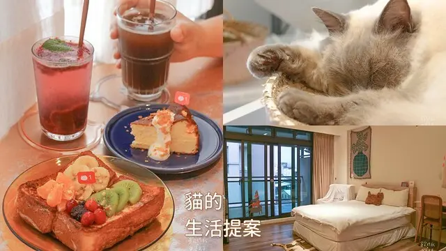【宜蘭美食&住宿】羅東 貓奴必來 逾十隻療癒貓咪咖啡廳｜奶白色風格貓咪民宿｜貓的生活提案｜睏睏的