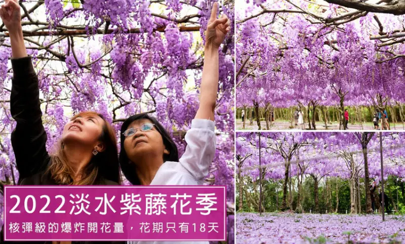 淡水紫藤咖啡園二店-2022紫藤花季，全台最大紫藤花園，最佳賞花期只有18天(2022/3/18花況分享)