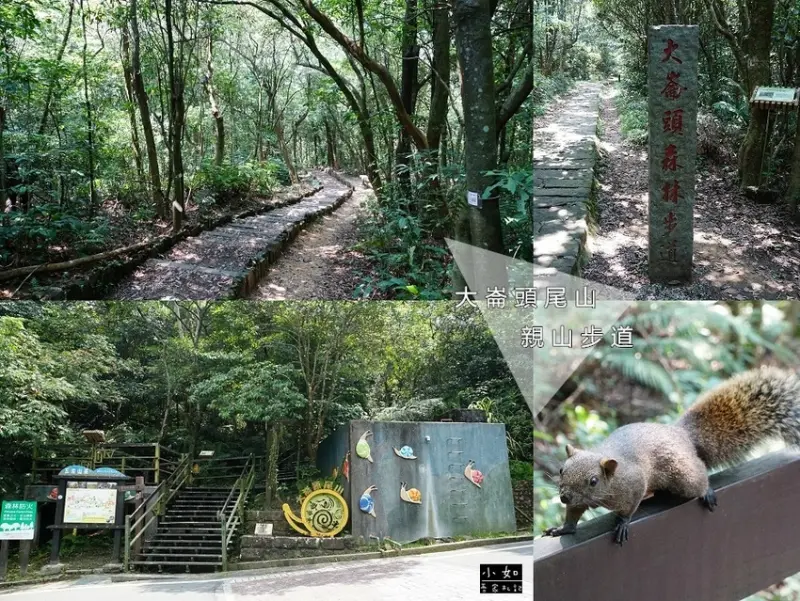 【士林步道】大崙頭尾山步道‧小百岳‧小溪頭環狀步道‧有六種小動物平台‧四種撲克系列！