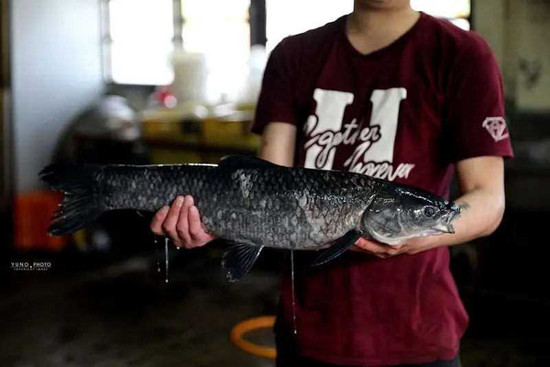 傳承第三代40年石門活魚多吃老店！草魚&烏鰡現撈現烹調｜十一份活魚餐廳(桃園大溪美食) 