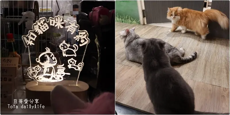和貓咪有約｜松山區好多貓貓可以嚕的貓咪咖啡店 🌱豆芽愛玩在台北