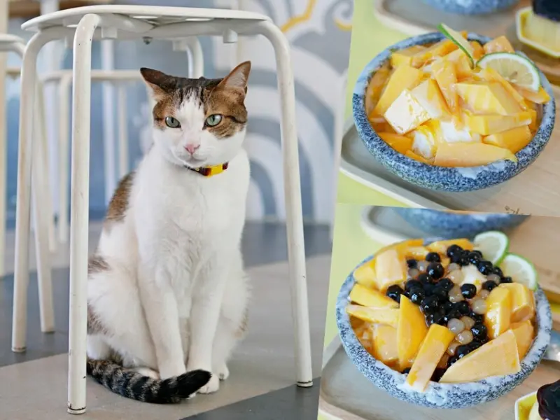 芒果季開跑『小琉球冰箱冰舖』有著滿滿店貓陪伴的療癒系芒果雪花冰吃起來！小琉球美食｜小琉球冰店｜屏東美食 - 曼達愛吃鬼