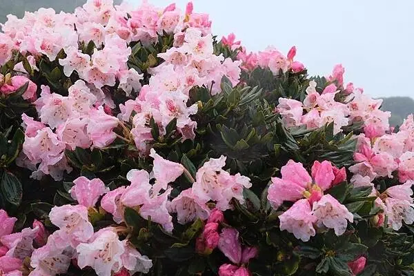 2022/05/03 『合歡山東峰』玉山杜鵑花況（Fujifilm X100V拍攝）