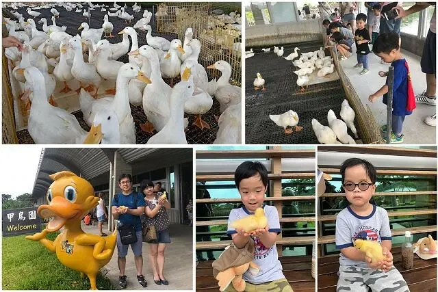 甲鳥園~宜蘭礁溪親子景點推薦．清水模鴨舍超好拍．看鴨餵鴨抱鴨好有趣
