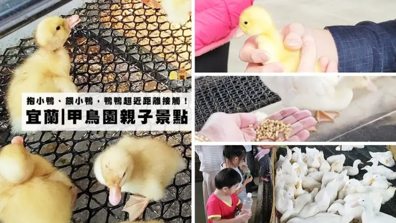 宜蘭親子景點推薦！抱小鴨、餵鴨鴨～跟小動物近距離接觸，全台最美清水模觀光農場甲鳥園！