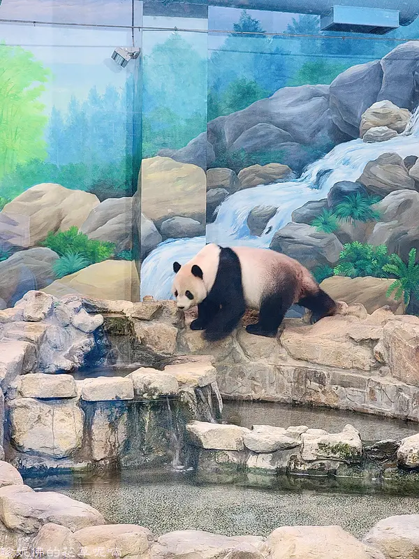 【台北-文山區】Taipei Zoo 臺北市立動物園｜來看可愛的團團圓圓大貓熊家族