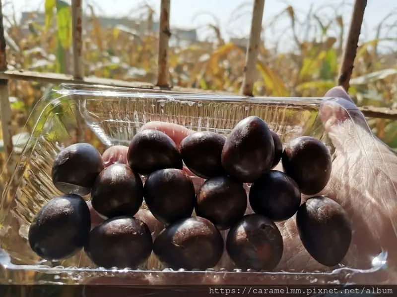 【嘉義六腳】木精靈傳統豆花 偶戲坊 50年老店 在地人推薦 古早味甜品 老屋建築 往蒜頭糖廠吊橋頭 蒜頭糖廠 嘉義一日遊 蒜頭糖廠美食