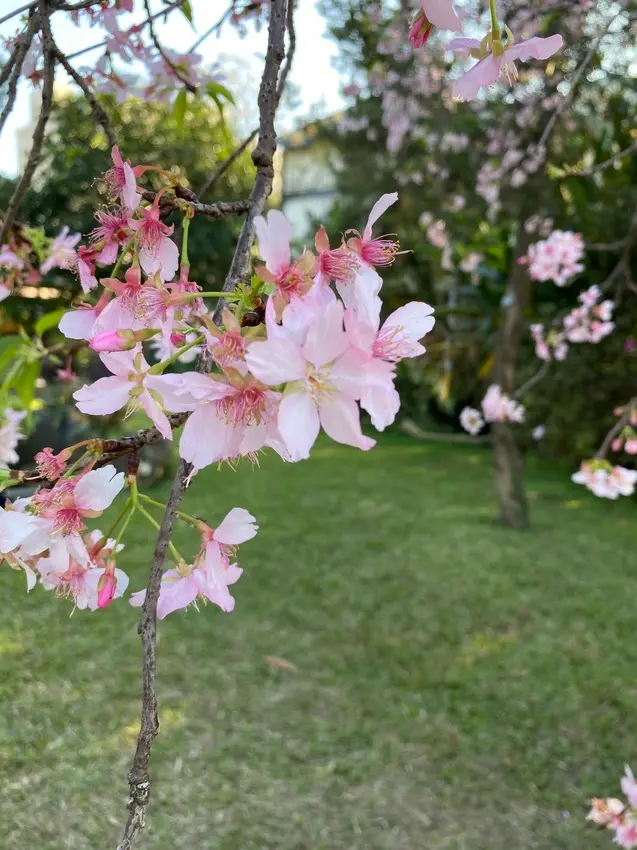 【台北櫻花景點】陽明山平菁街42巷，最浪漫的櫻花步道，