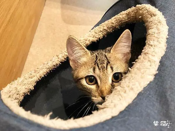 【日月潭】朵麗絲的家民宿｜溫馨又可愛的貓民宿，根本貓奴們的天堂｜柴貓趴趴走