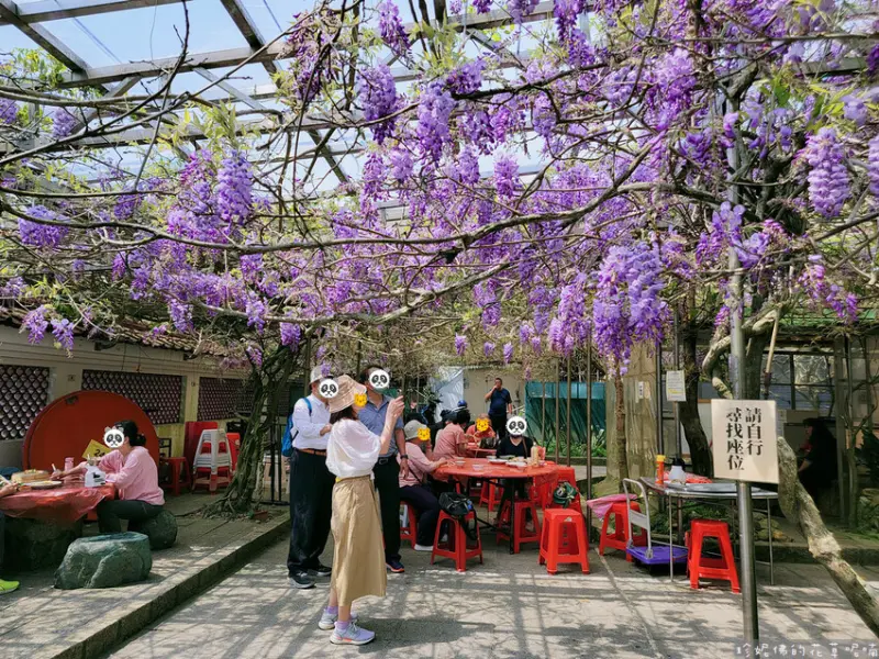 【台北市北投區】2023竹子湖海芋季3/14（二）-4/23（日）｜頂湖小鎮用餐賞花｜有停車場