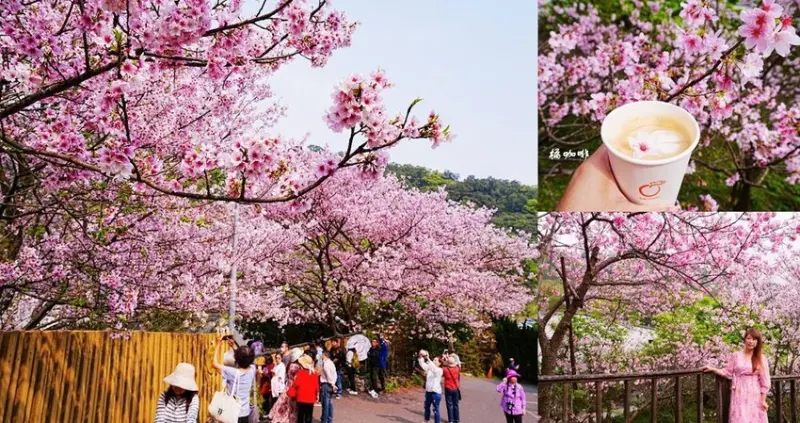 陽明山平菁街橘咖啡 ❙ 橘咖啡吉野櫻最新花況、交通及門票資訊!