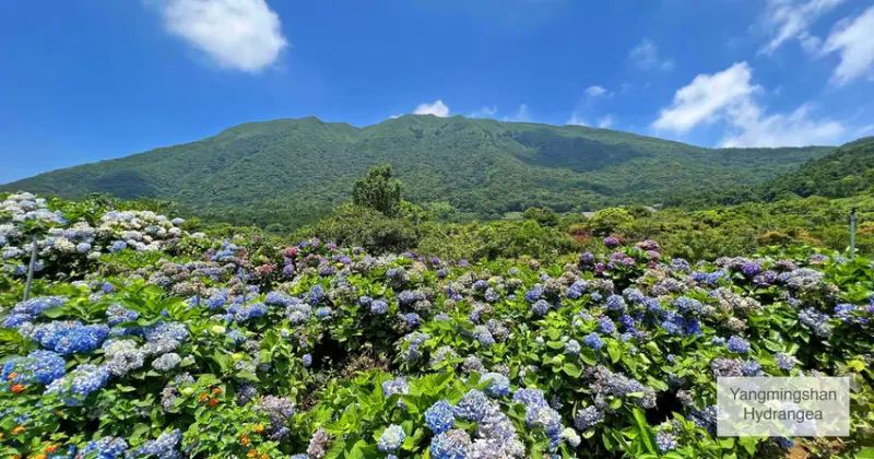 陽明山景點｜ 2022 高家繡球花田水車寮第一園區 陽明山賞繡球花