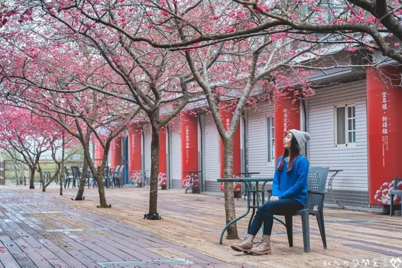 【苗栗旅遊／景點】三義藝術村櫻花渡假會館｜5種必拍角度八重櫻，不用到深山裡就能賞櫻趣｜苗栗免費景點推