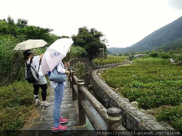 陽明山竹子湖賞花步道與文學步道／故鄉海芋農園附設餐廳午餐