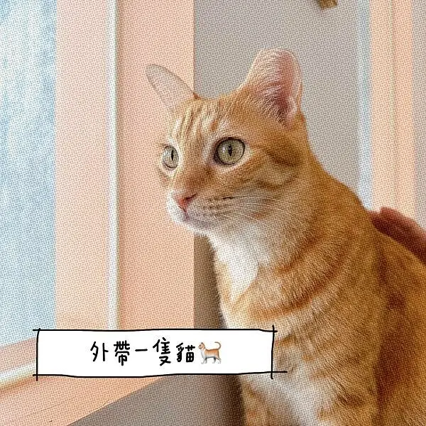 高雄前金⎪外帶一隻貓 Miao To GO