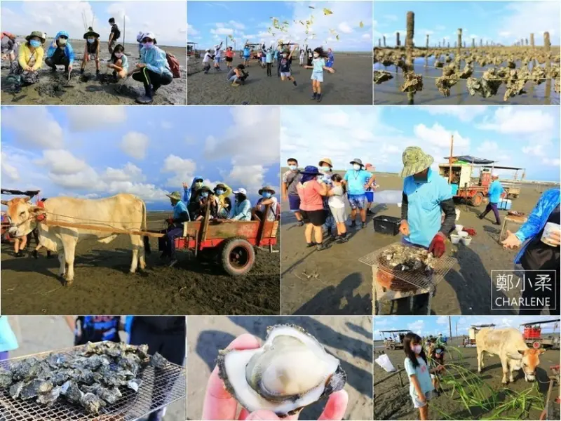 彰化芳苑|濕地尋寶海牛生態體驗-摸文蛤剝蚵仔|吃海鮮粥現烤蚵仔|搭牛車洗牛餵牛|超好玩親子旅遊行程推薦|體驗