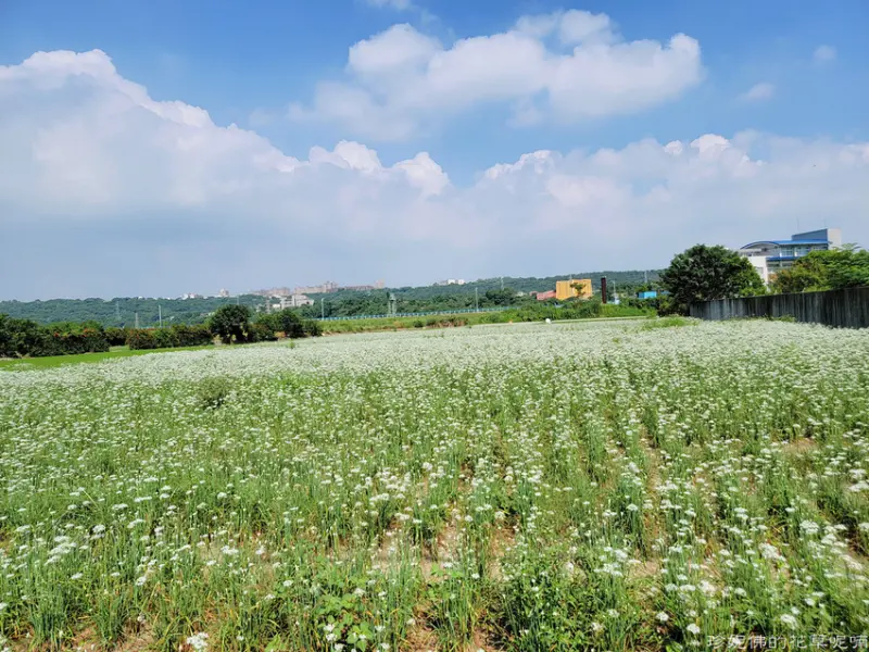 【桃園-大溪區】2021大溪九月雪韭菜花