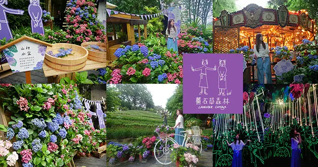 【台中景觀餐廳】薰衣草森林台中新社店(寵物友善景觀餐廳)，2023年繡球花節於4/1~6/25展開，穿梭浪漫花球世界闖入似阿凡達奇幻旅程。台中賞花景點 台中親子遊景點