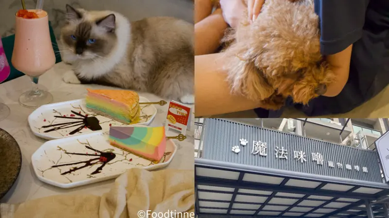 【魔法咪嚕 寵物咖啡館｜台南貓咪咖啡館】永康貓星人樂園 吸貓吸到爆 貓貓狗狗陪你一起吃大餐 餐點選擇多 主餐、甜點應有盡有