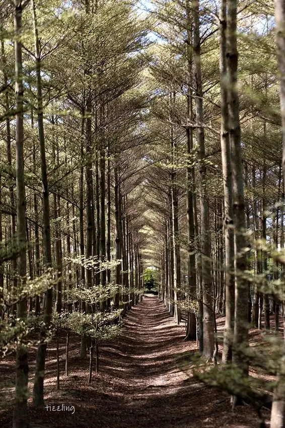 2021彰化田尾｜彩色小葉欖仁樹田｜超夢幻自然隧道美景｜台版冬季戀歌場景～