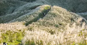 雙北芒草季11大必拍！台北陽明山芒草、瑞芳芒草景點，5分鐘攻頂芒草步道先衝。