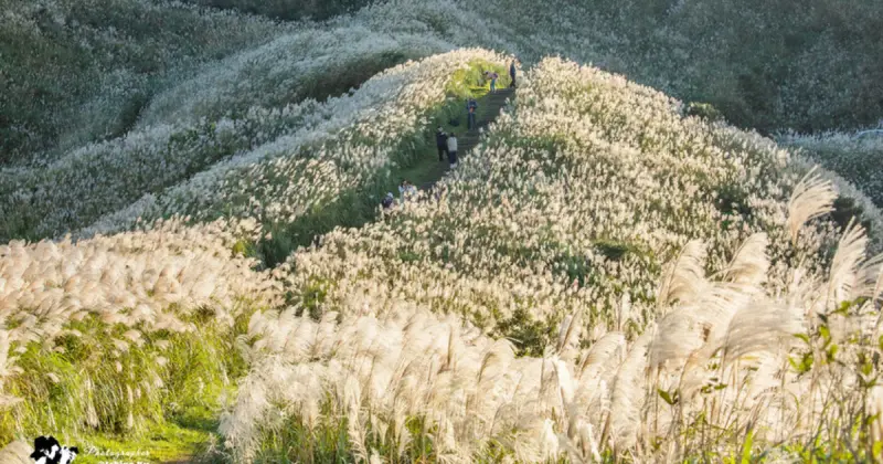雙北芒草季11大必拍！台北陽明山芒草、瑞芳芒草景點，5分鐘攻頂芒草步道先衝。