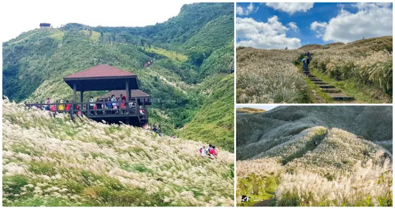 ▲雙北芒草景點11大推薦！草嶺古道芒草季、瑞芳九份芒草花海每年必拍。