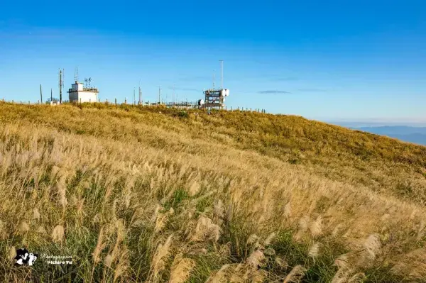 ▲台北陽明山芒草步道推薦，大屯山步道秋季賞芒、雲海美景一次收。