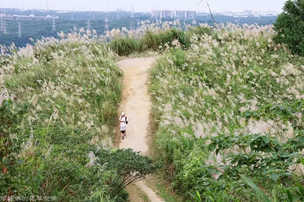 ▲新北三角埔頂山芒草景點，交通方便，步行即可賞芒花海。