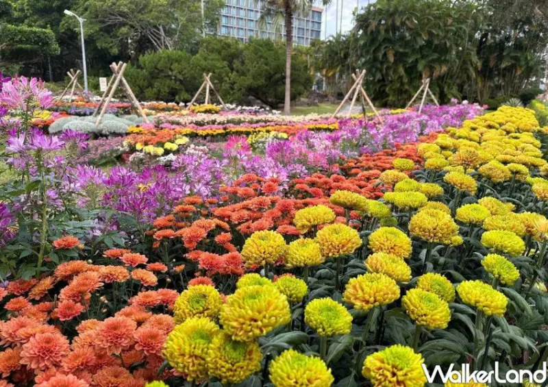 ▲一年一度的「2025士林官邸菊展」將於11月28日至12月14日限定登場。