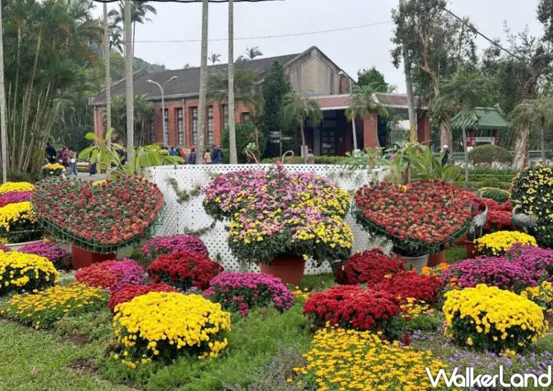 ▲2025士林官邸菊展15展區、12場五感體驗邀台北人前去賞花。