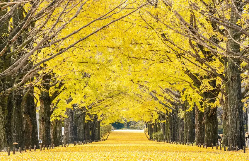 ▲金黃色的銀杏樹在燈光映照下宛如金色隧道,美到爆炸。