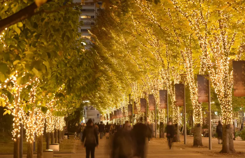 ▲2025立川點燈節將在「SunSun Road」打造成光之大道,全長約550公尺的林蔭道被多達60萬顆LED燈泡包圍。