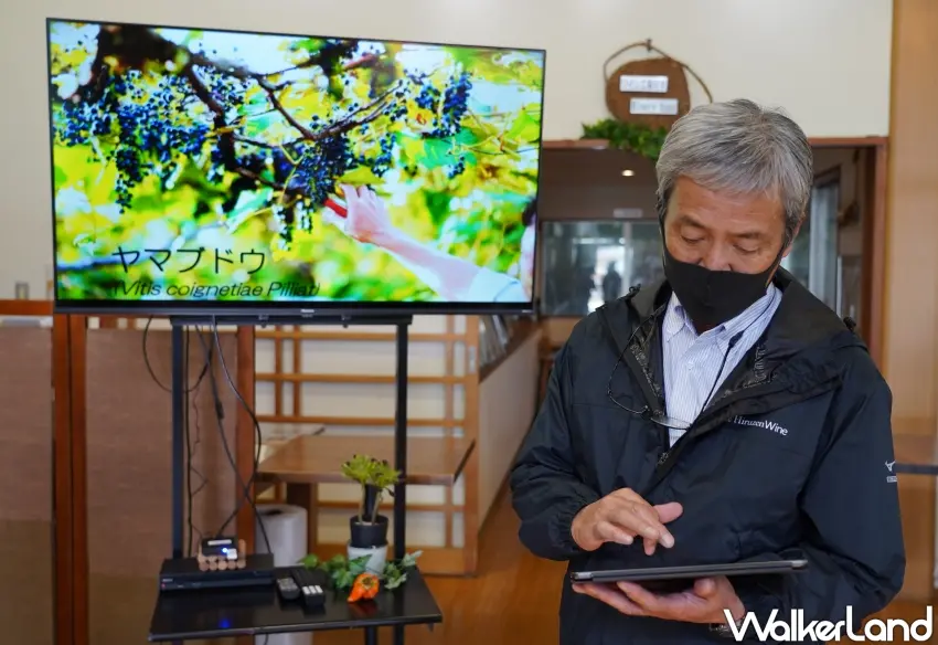 ▲「蒜山酒莊」經由10年培育野生山葡萄。（攝影：楊婷雅）