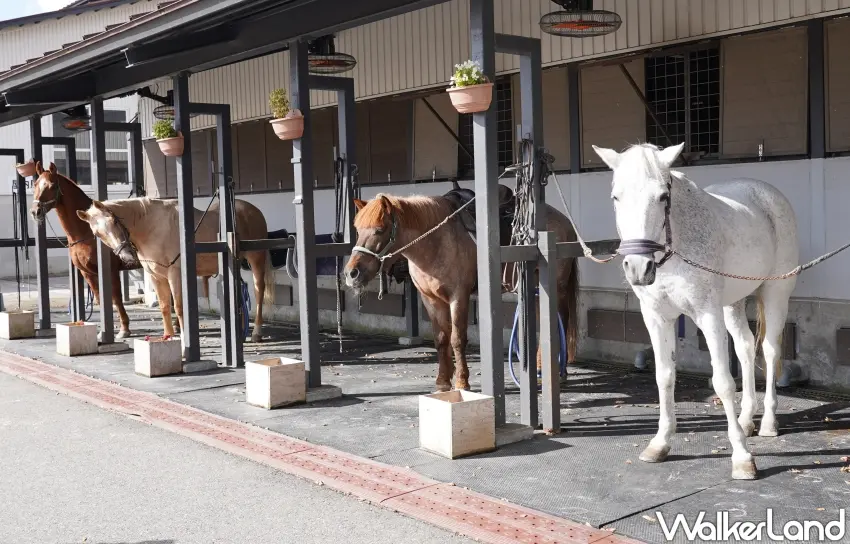▲旅人在蒜山澤西島也能體驗騎馬、親手餵食紅蘿蔔。（攝影：楊婷雅）