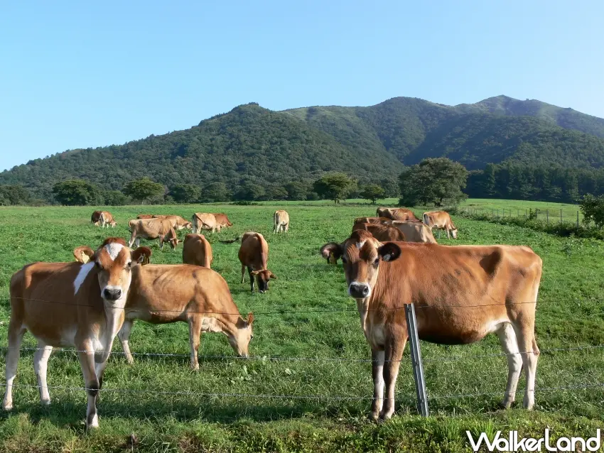 ▲▲「蒜山澤西島」飼養著以「黃金牛乳」聞名的澤西牛。（蒜山澤西島提供）