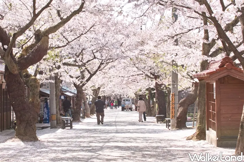 ▲春日裡的新庄村，櫻花盛開，整條村道宛如粉色長廊。（新庄宿 須貝邸提供）