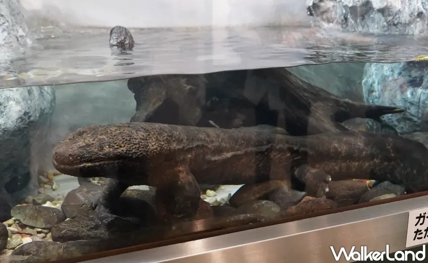 ▲「山椒魚保護展示中心」展示山椒魚活體。(攝影:楊婷雅)