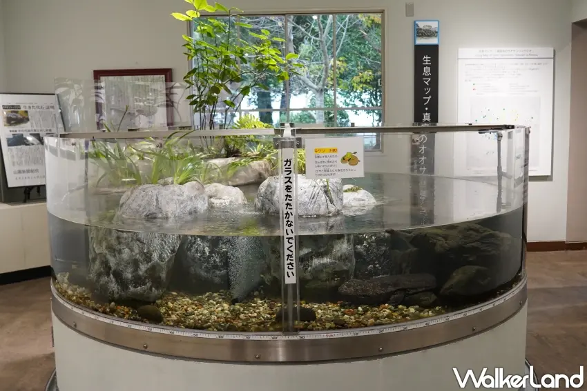 ▲在「山椒魚保護展示中心」可以深入了解山椒魚生態。（攝影：楊婷雅）