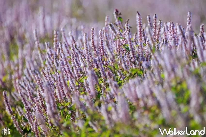 ▲桃園仙草嘉年華114年登場!酷洛米紫色花海拍照熱點攻略一次看