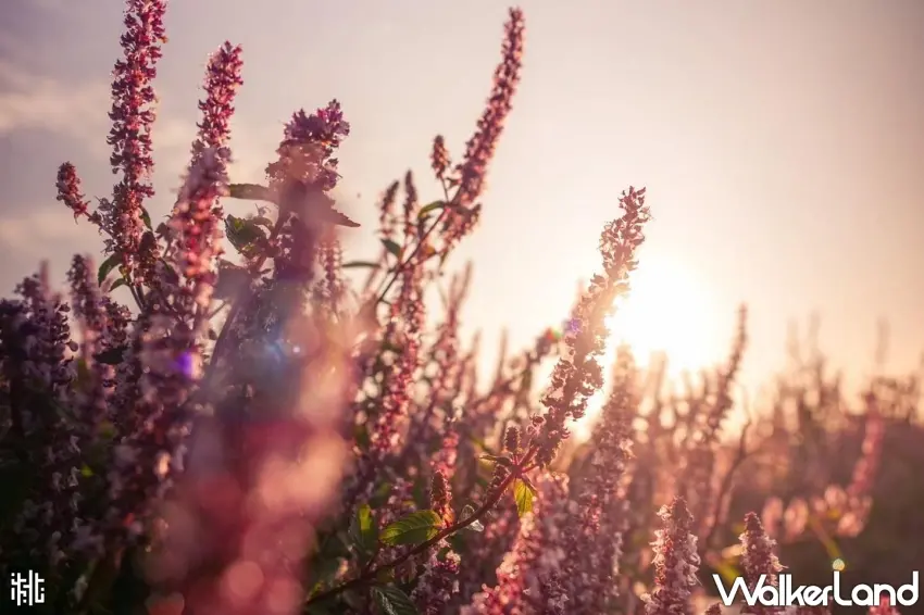 ▲初冬必去桃園紫色仙草花海,酷洛米裝置打造2025最夯打卡活動