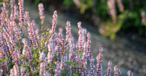 2025桃園仙草嘉年華！必拍8大酷洛米裝置、農村輕旅行，交通、接駁一次看。