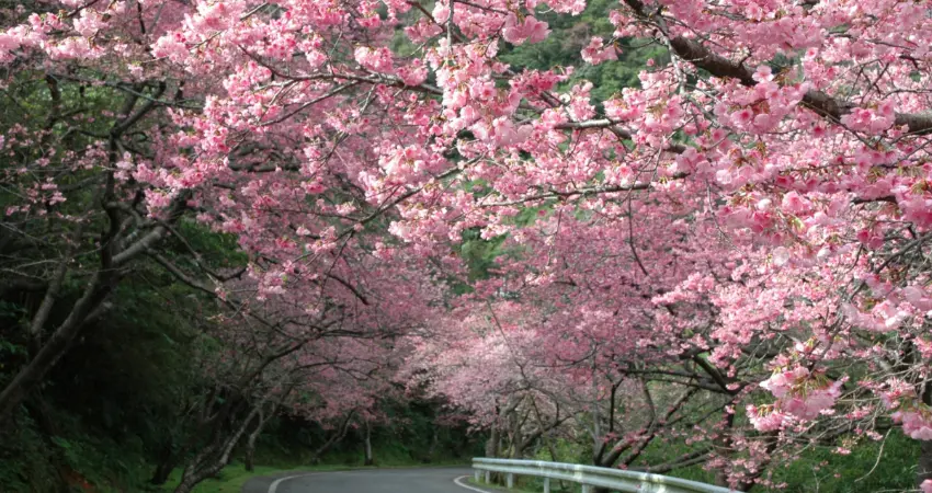 ▲與本島常見的染井吉野櫻不同，這裡的寒緋櫻呈現濃郁的桃紅色，花朵下垂如鈴鐺，美不勝收。