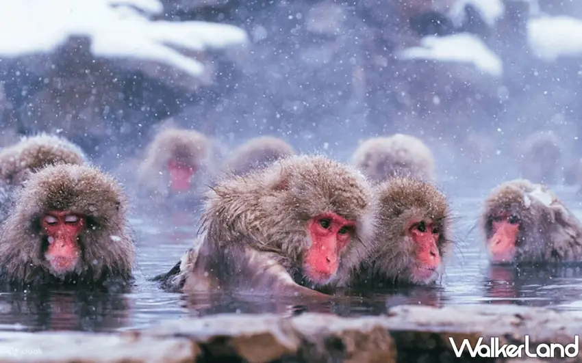 ▲Klook地獄谷雪猴溫泉一日遊