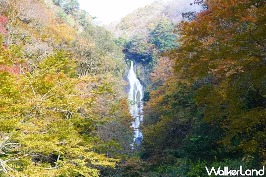 ▲神庭瀑布是西日本的大型瀑布，也是「日本瀑布百選」之一。（攝影：楊婷雅）