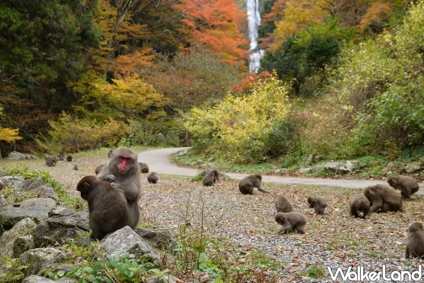 ▲「神庭瀑布」附近棲息著一群野生日本獼猴。（神庭瀑布提供）