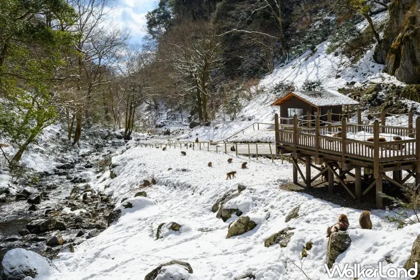 ▲冬季，「神庭瀑布」自然公園被白雪覆蓋。（神庭瀑布提供）